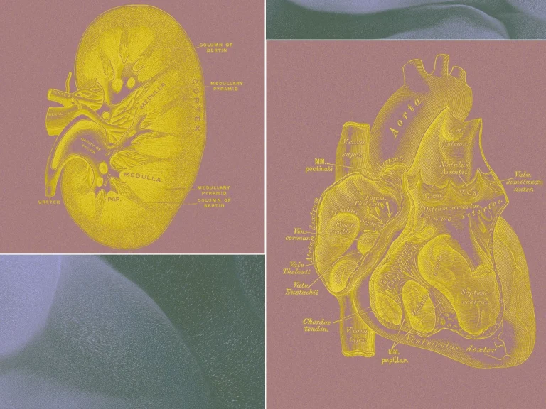 Lab organ systems replacing animal testing