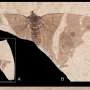 Ancient emperor butterfly fossil wings