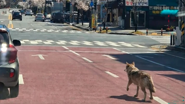 AI wolf arrest South Korea