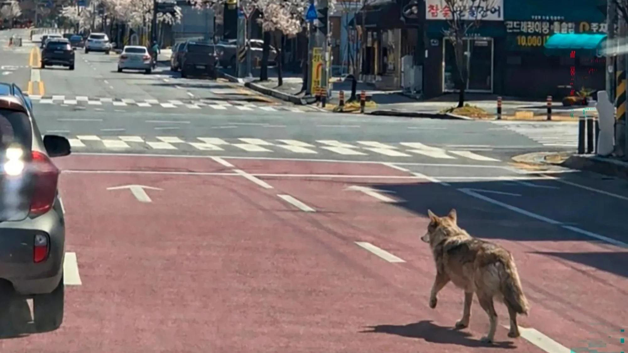 AI Wolf Photo Arrest Sparks Legal Debate in South Korea