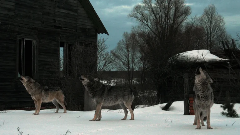 Chernobyl wolves genetic study