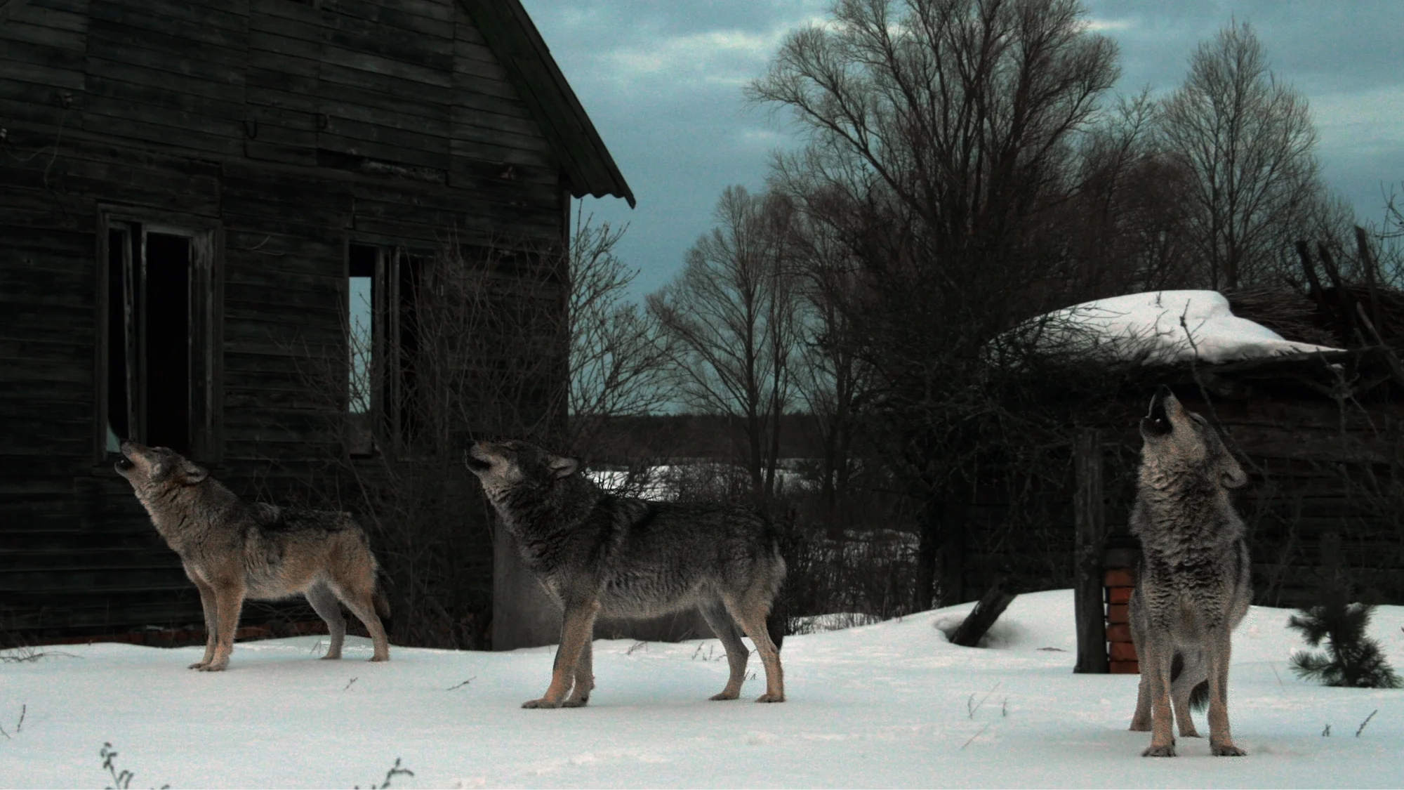 Chernobyl Wolves Reveal Unexpected Cancer‑Resistance Gene Surge