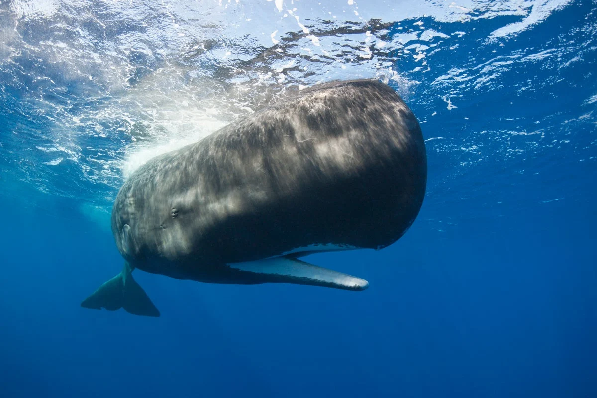 Groundbreaking Study Reveals Sperm Whale Vowel Sounds Echo Human Speech