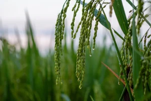 Plants hearing rain germination