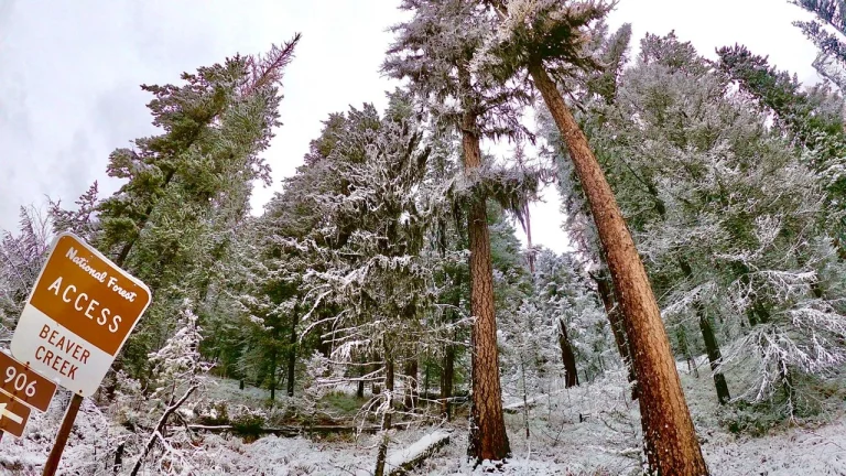 Trump roadless rule forest threat
