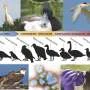 Avian Influenza Viruses Expand Host Range, Boost Transmission, Threaten Wild Birds