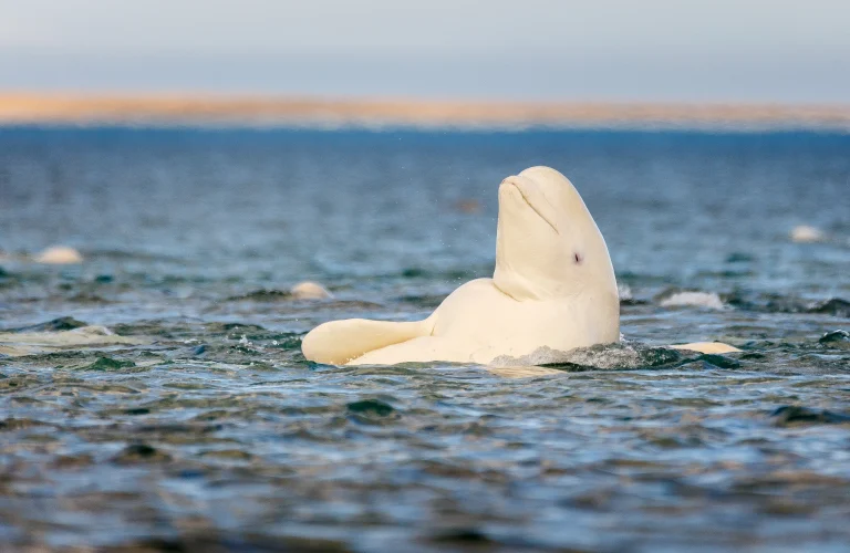 Beluga whales mirror self‑recognition study