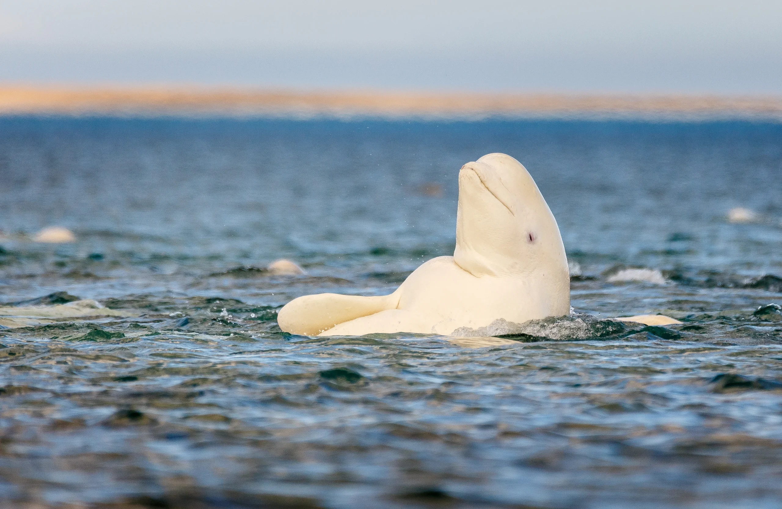 Beluga Whales Mirror Test Confirms Self‑Recognition, Expanding the List of Self‑Aware Species