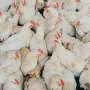 Breakthrough biosecurity tools promise to curb poultry disease spread