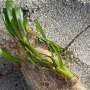 Breakthrough in Seagrass Reproduction Shows Natural Genetic Renewal, Boosting Underwater Meadow Resilience