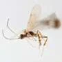 Chilean wasp named for Attenborough