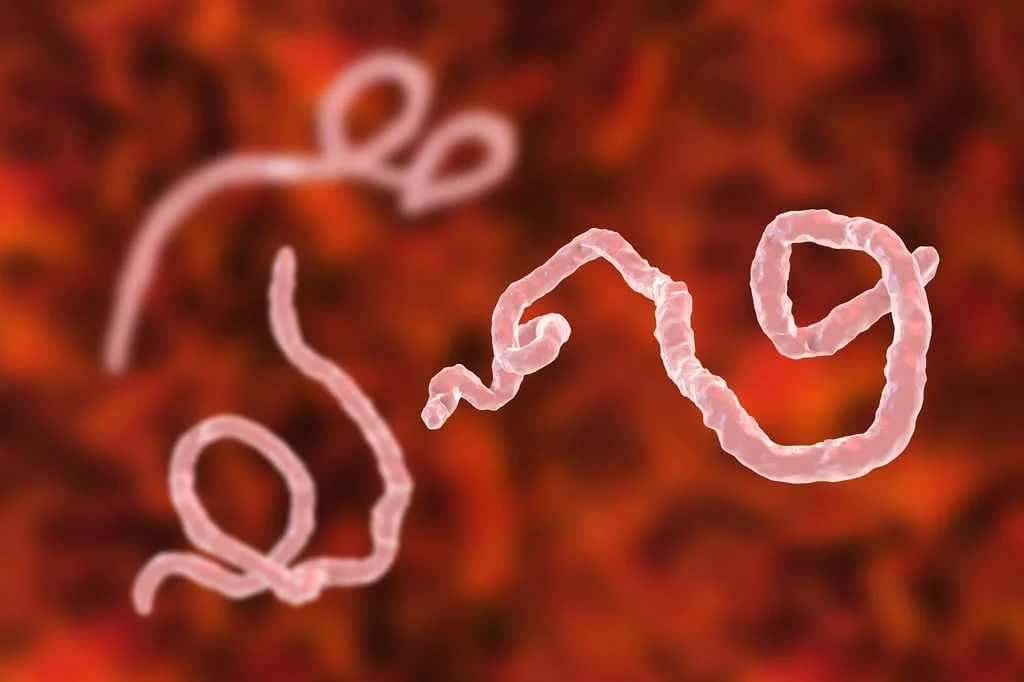 Ebola outbreak DRC claims 65 lives, threatens region