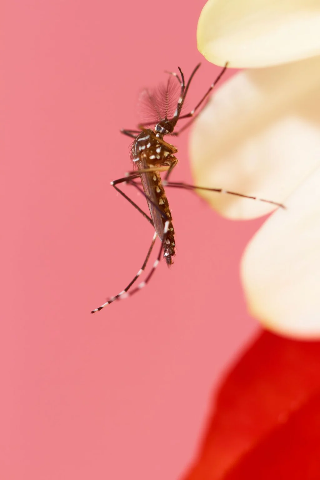 Mosquitoes Learn to Like DEET: Repellent May Become Attractant, Study Finds