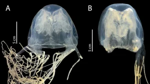 New box jellyfish species Singapore