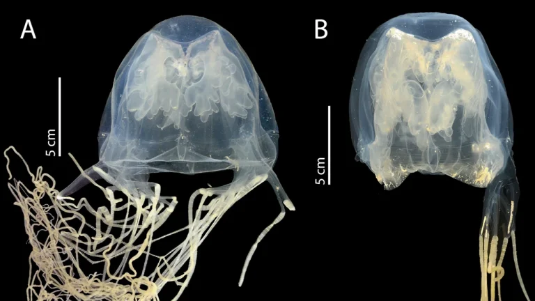 New box jellyfish species Singapore