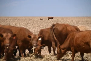 Spring drought endangers U.S. crops