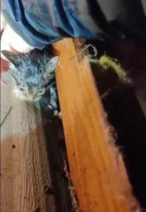Storm chaser rescues kitten