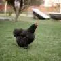 Bird flu backyard chickens alert