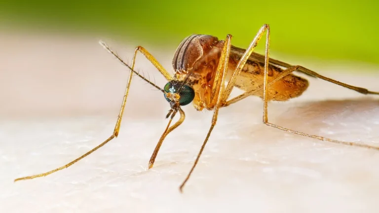 Google mosquito release field trial