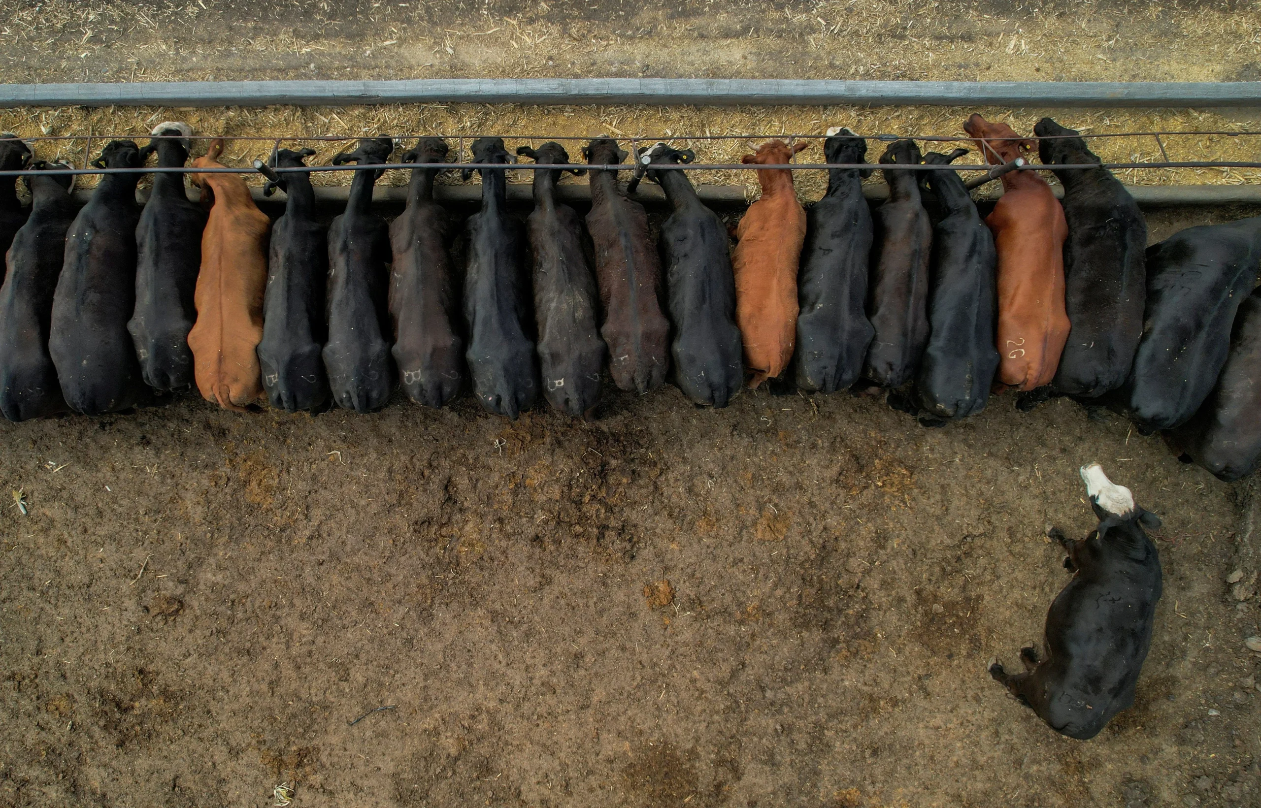 New World screwworm fly infestation alarms officials, endangers cattle industry