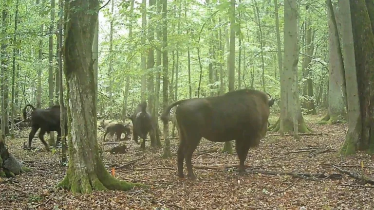 Wolf attack on European bison Bialowieza