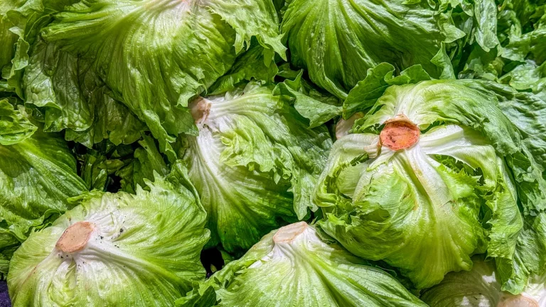 Cyclospora lettuce outbreak map
