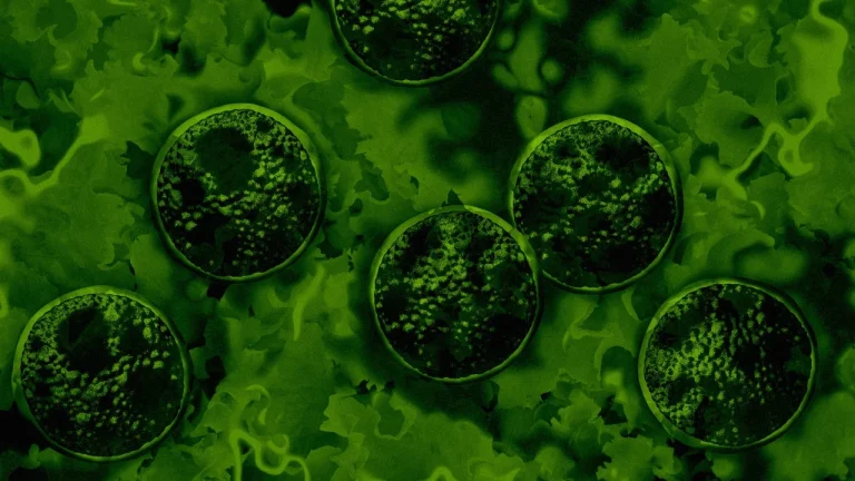 Cyclosporiasis outbreak lettuce warning