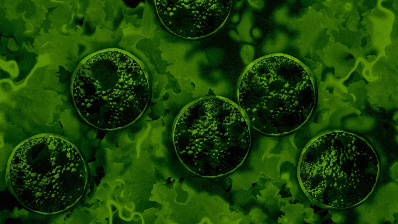 Cyclosporiasis Outbreak Expands to Four New States – What Lettuce Consumers Must Know