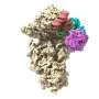Encephalomyocarditis virus hijacking host proteins