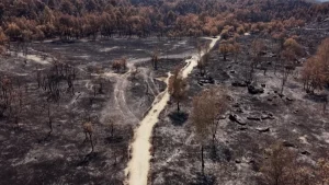 France wildfire hopeful day