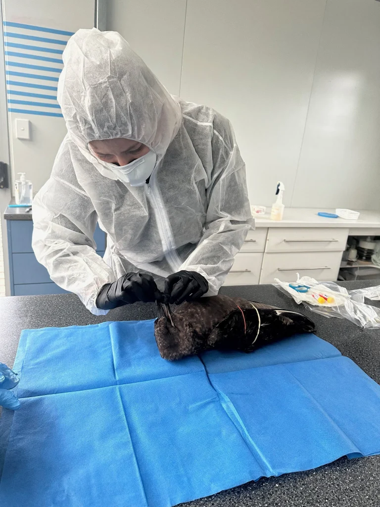 New Zealand H5N1 bird flu case