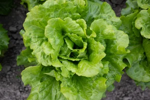 Experts navigating Cyclospora lettuce crisis