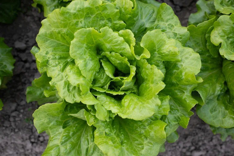 Experts navigating Cyclospora lettuce crisis