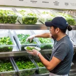 Salad chain drops iceberg lettuce