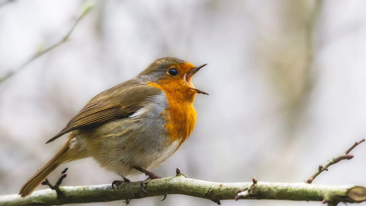 Indonesia’s Songbird Crisis: Trappers, Smugglers, and High‑Stakes Singing Contests