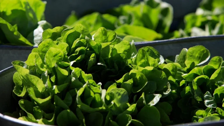 Lettuce price spikes restaurant impact