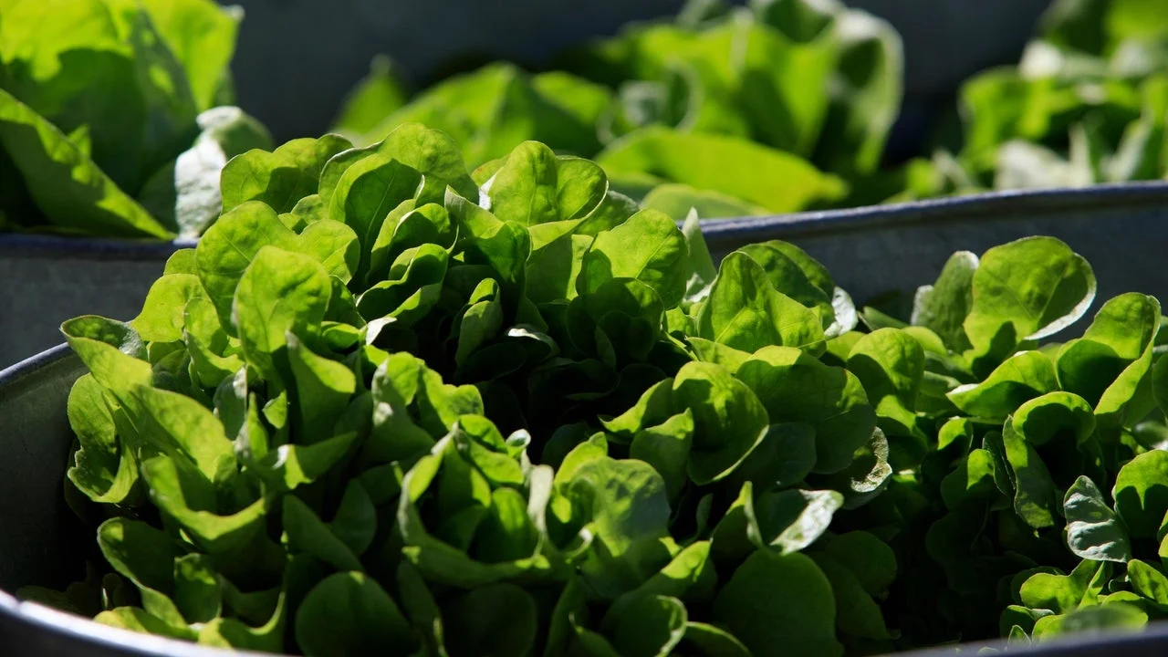 Lettuce Price Spikes and Cyclospora Outbreak Cripple U.S. Restaurants