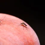 Amazon forest edge malaria surge