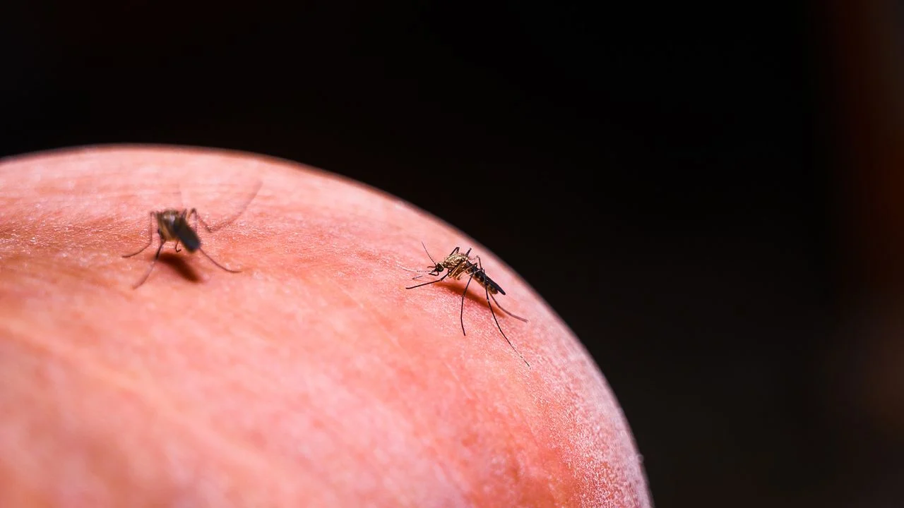 Malaria resurgence erupts after Brazil’s Belo Monte dam program ends