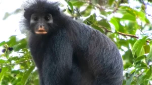 Colobus congoensis new monkey species