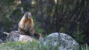 UCLA marmot OnlyFans research page