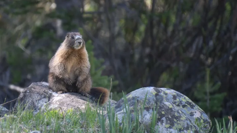UCLA marmot OnlyFans research page
