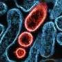STING protein inflammation control illustration