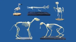 Superworms cleaning museum skeletons