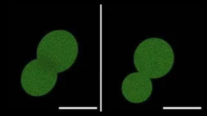 Synthetic cell SpudCell breakthrough