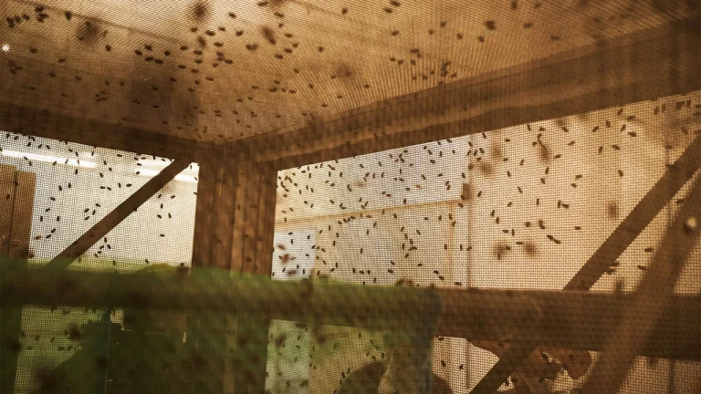 USDA sterile flies release operation