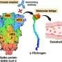 Fibrinogen shielding SARS‑CoV‑2