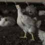 Genetic neighborhoods in poultry bacteria