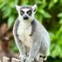 lemur infected with human herpes virus