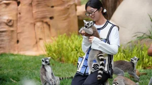 lemur yoga human herpesvirus outbreak